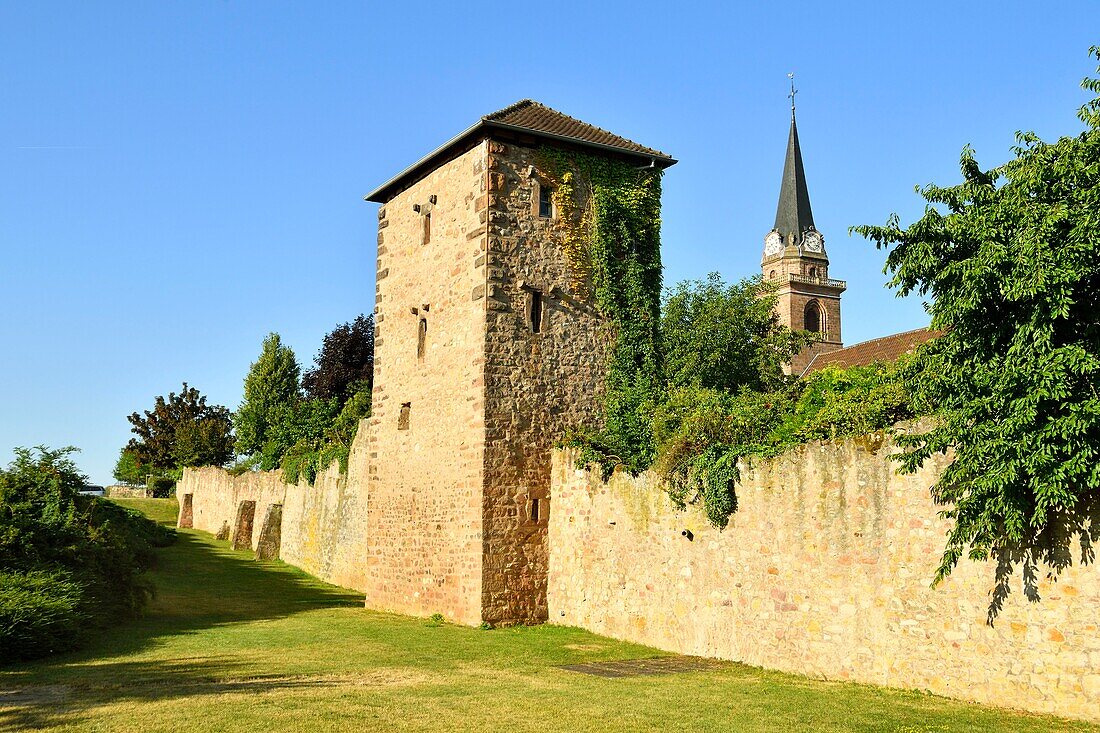 Frankreich, Haut Rhin, Elsässer Weinstraße, Bergheim, alte befestigte mittelalterliche Stadt