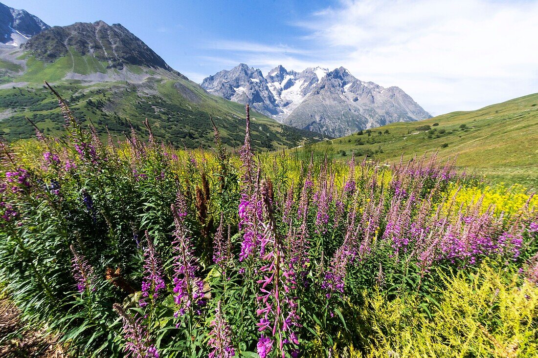 Frankreich, Hautes Alpes, Alpin Garden am Lautaret-Pass