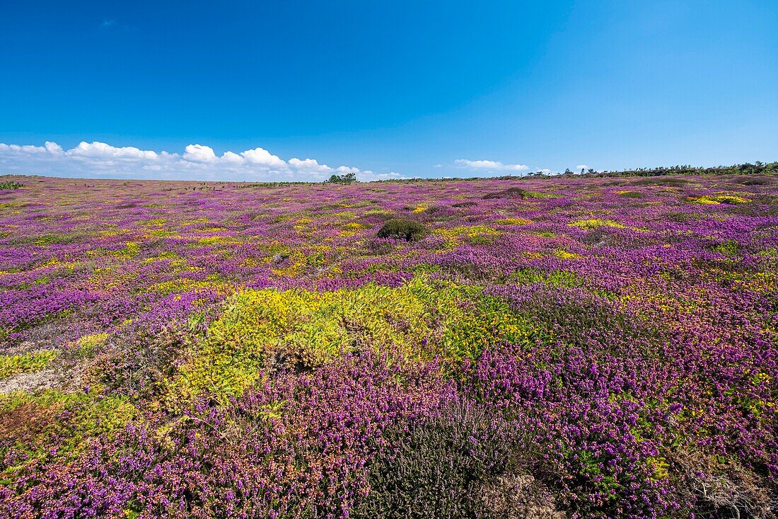 France, Finistere, Armorica Regional Natural Park, Crozon Peninsula, Camaret-sur-Mer, heather in bloom along the GR 34 hiking trail or customs trail\n
