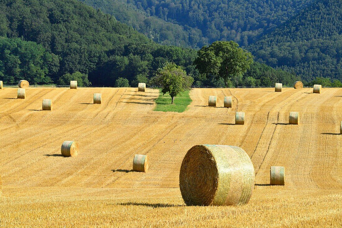 France, Bas Rhin, Niederbronn les Bains, hay field, straw rolls\n