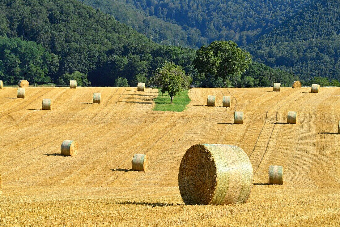 Frankreich, Bas Rhin, Niederbronn les Bains, Heuwiese, Strohrollen