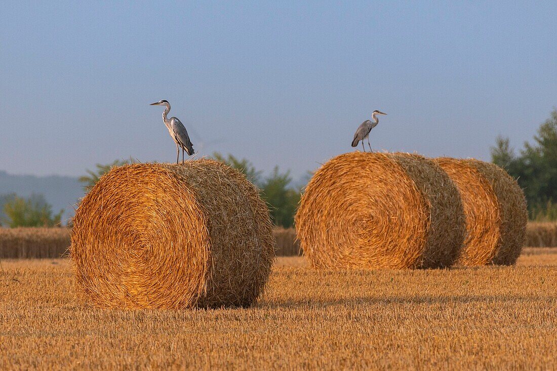 France, Somme, Somme Bay, Saint Valery sur Somme, Gray Herons (Ardea cinerea Gray Heron) perched on the straw mills at the harvest\n
