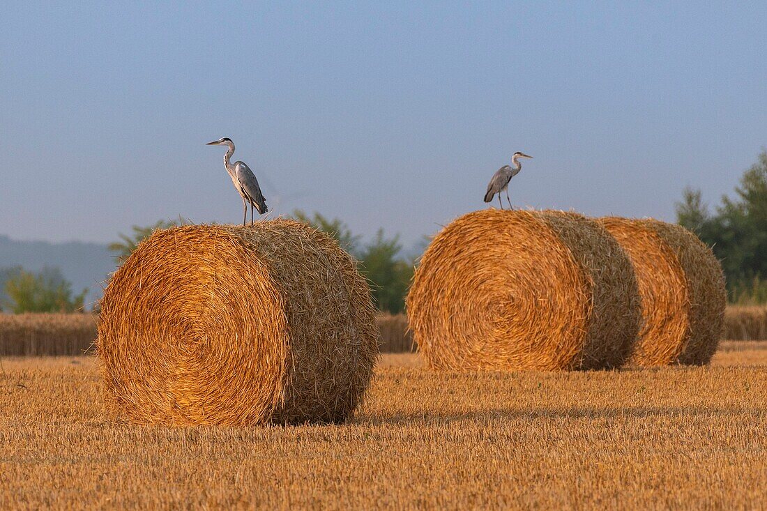 Frankreich, Somme, Somme-Bucht, Saint Valery sur Somme, Graureiher (Ardea cinerea Gray Heron) auf den Strohmühlen bei der Ernte sitzend