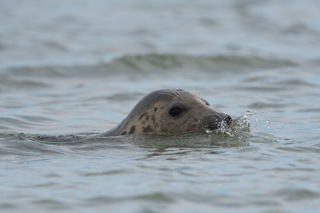 France, Pas de Calais, Authie Bay, Berck sur Mer, Grey seals (Halichoerus grypus), at low tide the seals rest on the sandbanks from where they are chased by the rising tide\n