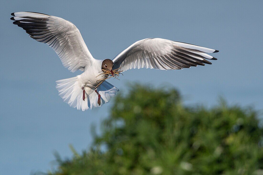 France, Somme, Bay of the Somme, Crotoy Marsh, Le Crotoy, every year a colony of black-headed gulls (Chroicocephalus ridibundus - Black-headed Gull) settles on the islets of the Crotoy marsh to nest and reproduce , the birds carry the branches for the construction of the nest\n