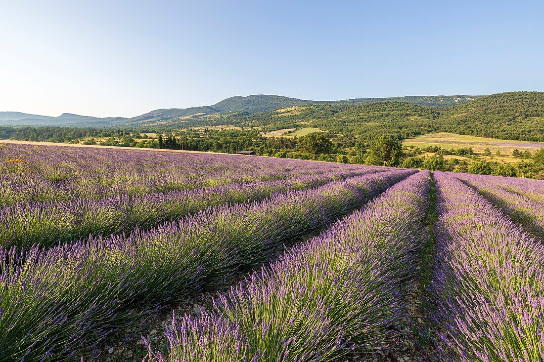 France, Drôme, Regional Natural Park Baronnies Provençal, Saint-Auban-sur-l'Ouvèze, lavender field\n