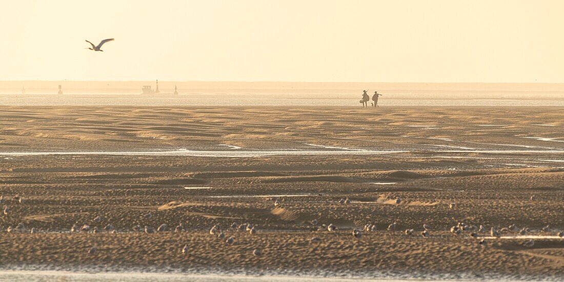 "Frankreich, Somme, Baie de Somme, Le Hourdel, Bei Ebbe vergraben sich die Jäger am Rande der Sandbänke, um Vögel zu töten; jedes Jahr werden eine halbe Million Vögel an den Ufern der Hauts de France geschlachtet"