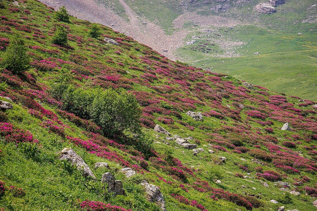 France, Hautes Alpes, Ecrins National Park, Champsaur, Drac Noir valley, Prapic, flowering Alpen Rose (Rhododendron ferrugineum)\n