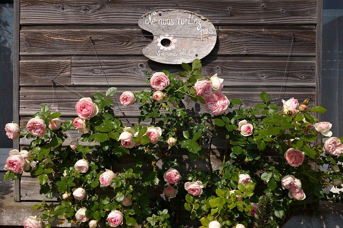 Frankreich, Charente Maritime, Saintonge, Mornac sur Seudre, Aufschrift Les Plus Beaux Villages de France (Die schönsten Dörfer Frankreichs), Rosen mit einem Schild: Bitte pflücken Sie uns nicht