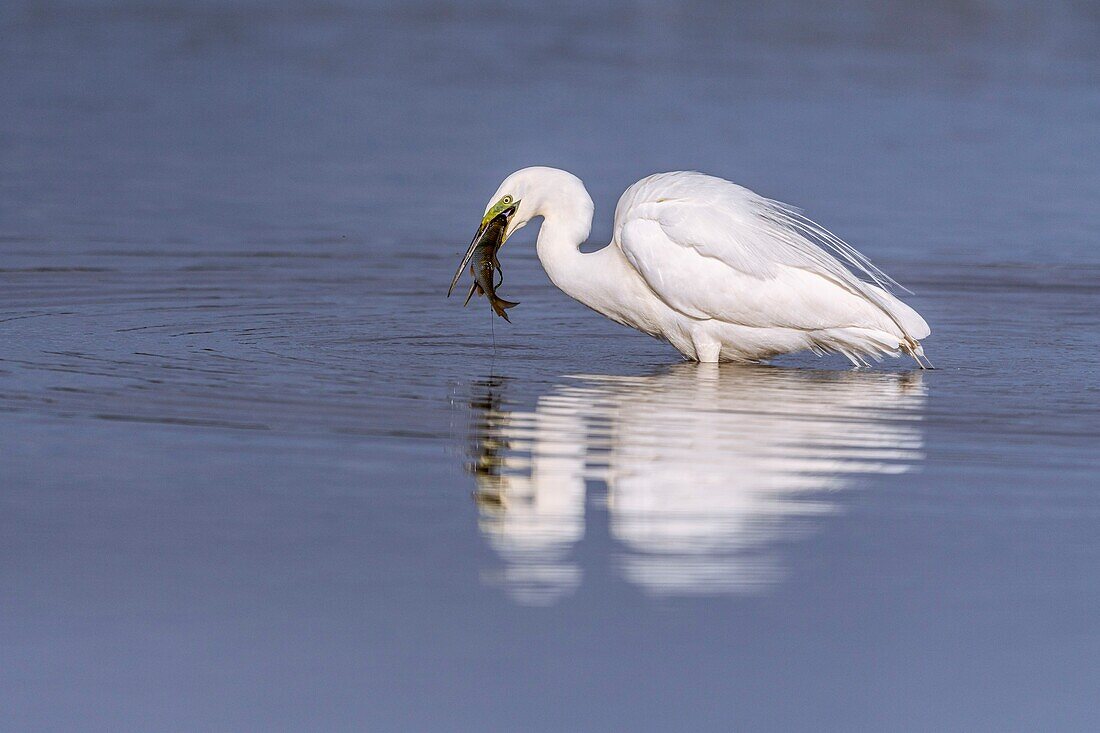 Frankreich, Somme, Baie de Somme, Le Crotoy, Crotoy-Sumpf, Silberreiher (Ardea alba) beim Fangen eines Fisches