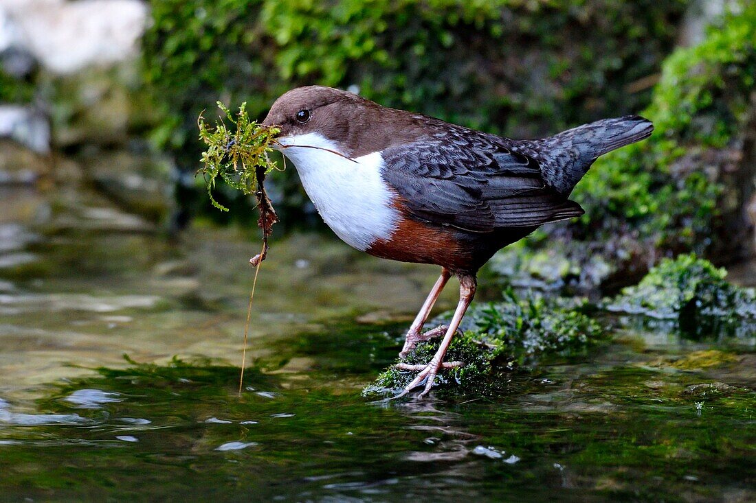 Frankreich, Doubs, Creuse-Tal, Vogel, Taucher Cincle (Cinclus cinclus), Nestbau