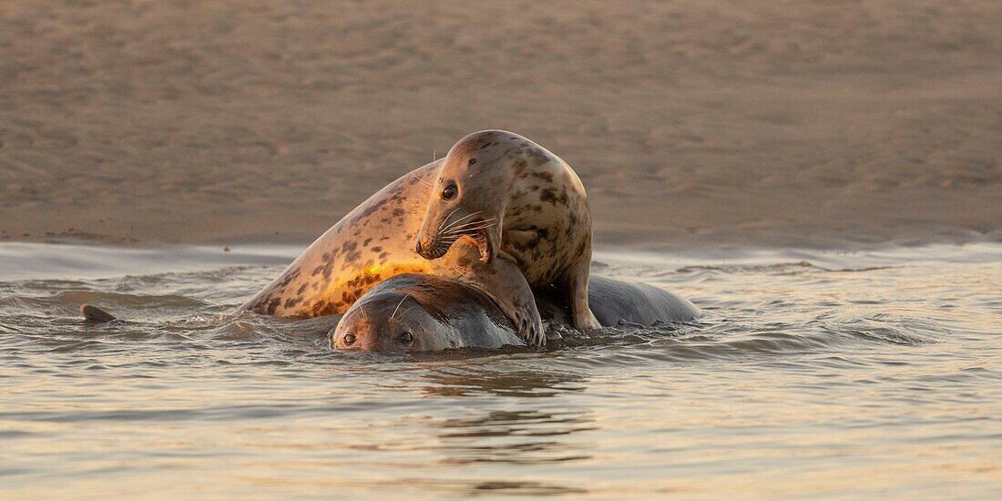 France, Pas de Calais, Authie Bay, Berck sur Mer, Grey Seal Games (Halichoerus grypus), at the beginning of autumn it is common to observe the grey seals playing between them in simulacra of combat, it's also a sign that the mating season is approaching\n