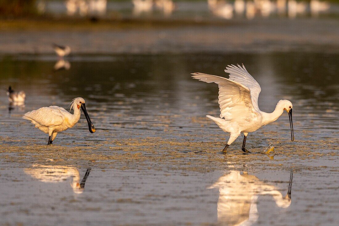 France, Somme, Somme Bay, Le Crotoy, Crotoy Marsh, gathering of Spoonbills (Platalea leucorodia Eurasian Spoonbill) who come to fish in a group in the pond\n