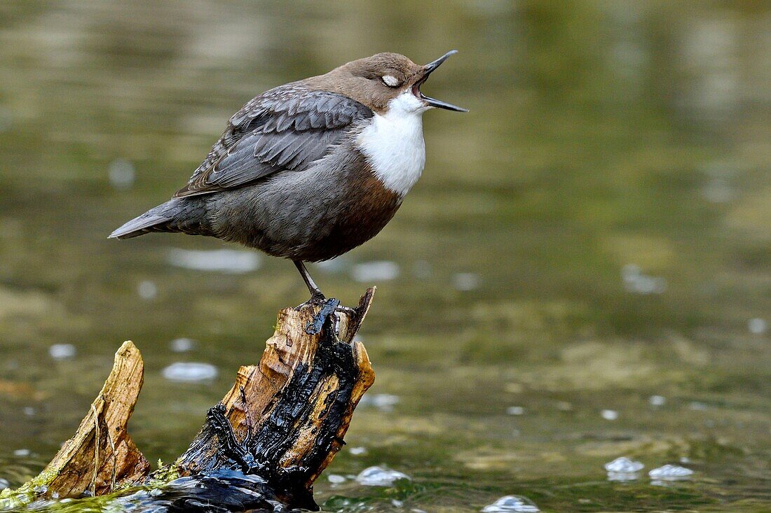 France, Doubs, Creuse Valley, bird, Cincle diver (Cinclus cinclus)\n