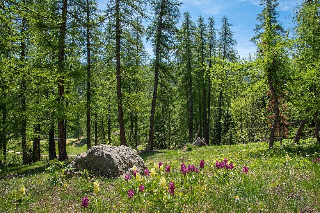 Frankreich, Hautes Alpes, Oisans-Massiv, Ecrins-Nationalpark, Vallouise, Wanderung zur Spitze der Heads, unter Melezes- und Orchideenwald zum Pass von Pousterle