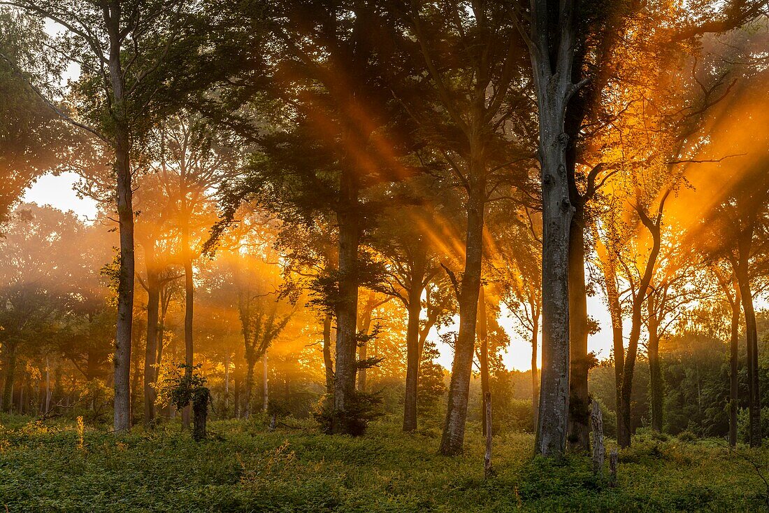 Frankreich, Somme, Crécy-en-Ponthieu, Sonnenstrahlen im Nebel im Wald von Crécy