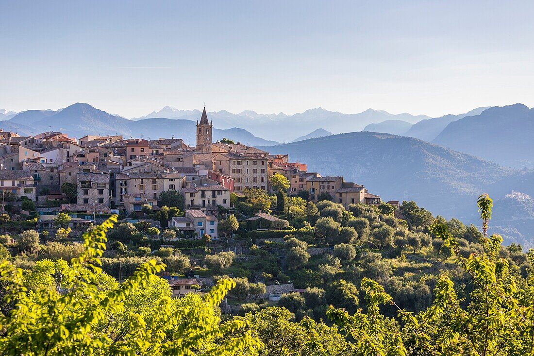 France, Alpes Maritimes, Parc Naturel Regional des Prealpes d'Azur, Le Broc, Mercantour peaks in the background\n