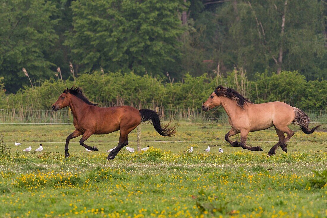 "France, Somme, Somme Bay, Saint Quentin en Tourmont, Horses Henson gallop; the Henson breed was created in the Somme Bay for the equestrian walk"\n