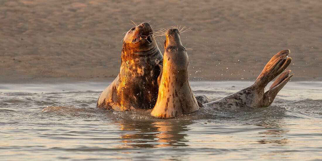 France, Pas de Calais, Authie Bay, Berck sur Mer, Grey Seal Games (Halichoerus grypus), at the beginning of autumn it is common to observe the grey seals playing between them in simulacra of combat, it's also a sign that the mating season is approaching\n