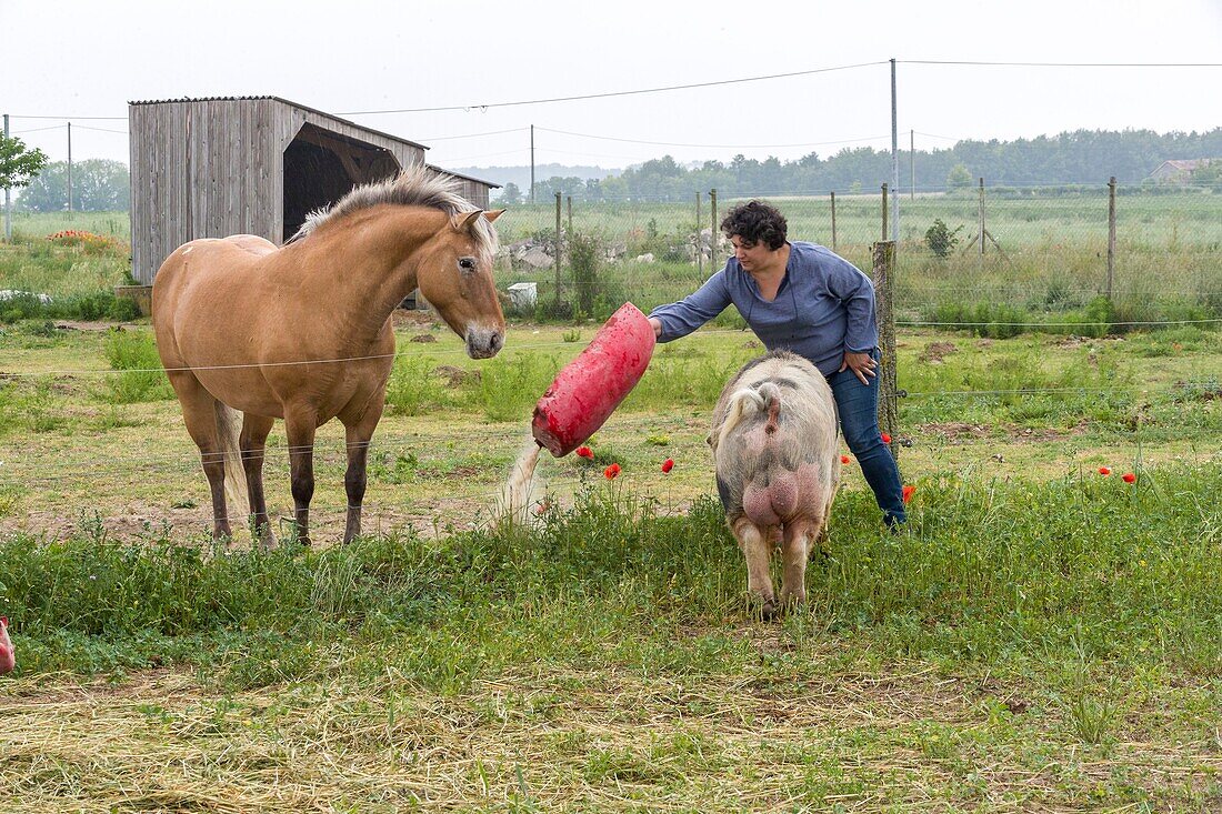 Frankreich, Indre et Loire, Courcoué, biologische Freilandhaltung von Schweinen