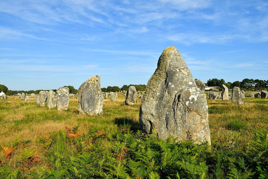 Frankreich, Morbihan, Carnac, megalithische Stätte von Menec