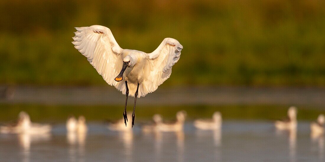 France, Somme, Somme Bay, Le Crotoy, Crotoy Marsh, gathering of Spoonbills (Platalea leucorodia Eurasian Spoonbill) who come to fish in a group in the pond\n