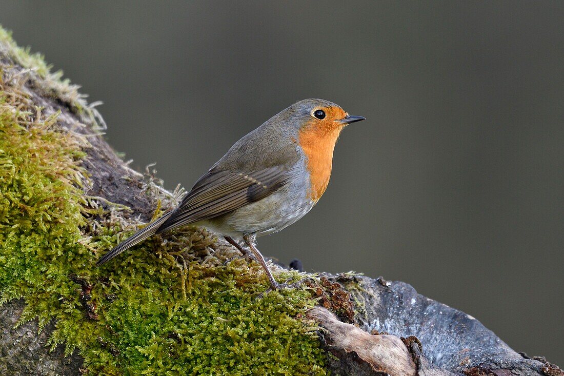 France, Doubs, bird, Common Robin (Erithacus rubecula), posing on a branch in winter\n