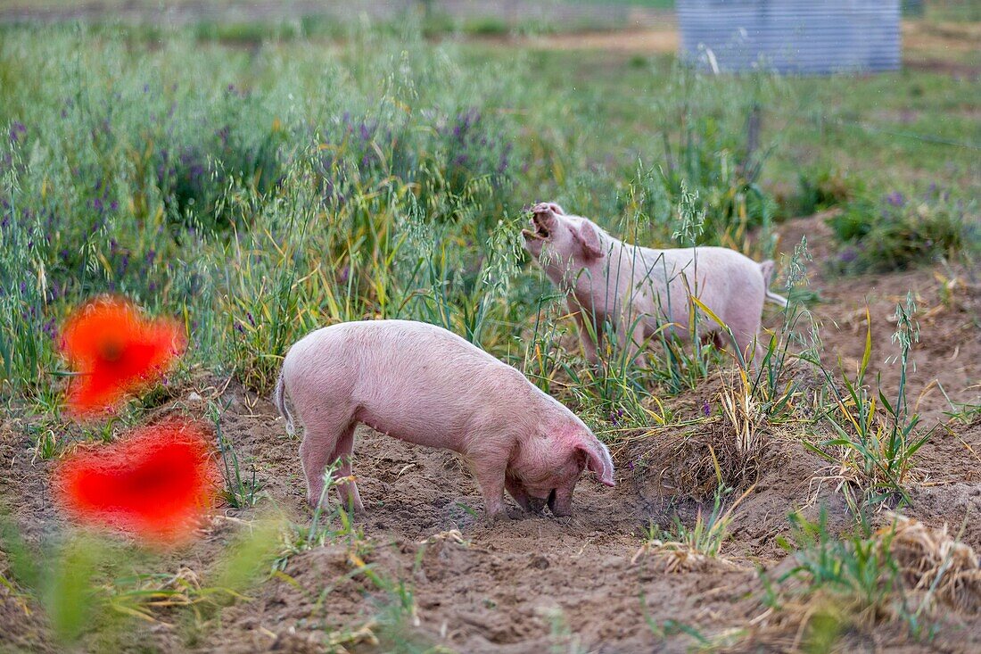 Frankreich, Indre et Loire, Courcoué, ökologische Freilandhaltung von Schweinen