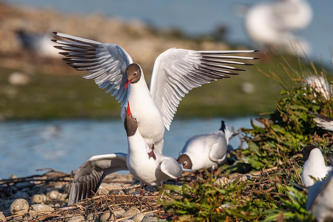 France, Somme, Baie de Somme, Crotoy Marsh, Le Crotoy, every year a colony of black-headed gulls (Chroicocephalus ridibundus - Black-headed Gull) settles on the islets of the Crotoy marsh to nest and reproduce , the couplings are frequent\n