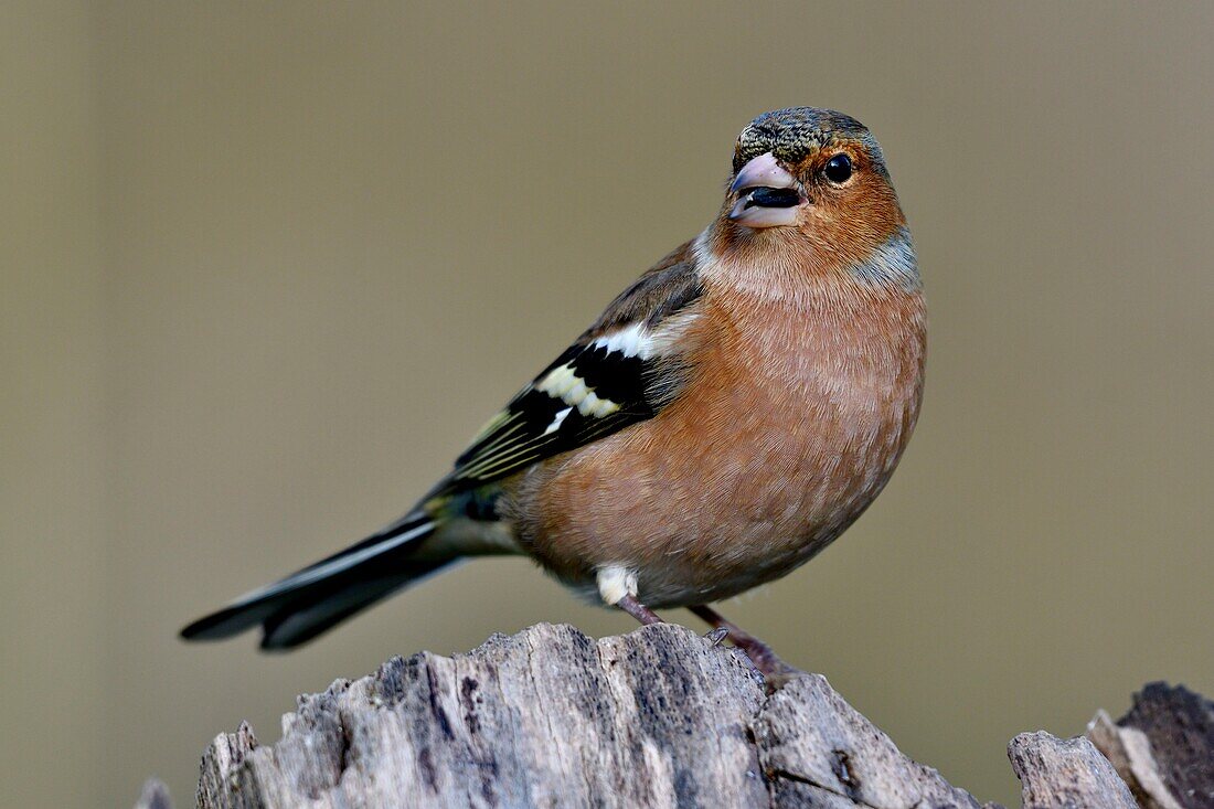 Frankreich, Doubs, Vogel, Buchfink (Fringilla coelebs) auf einem Baumstumpf im Winter, Männchen