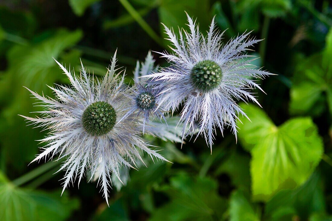 France, Hautes Alpes, local thistles\n