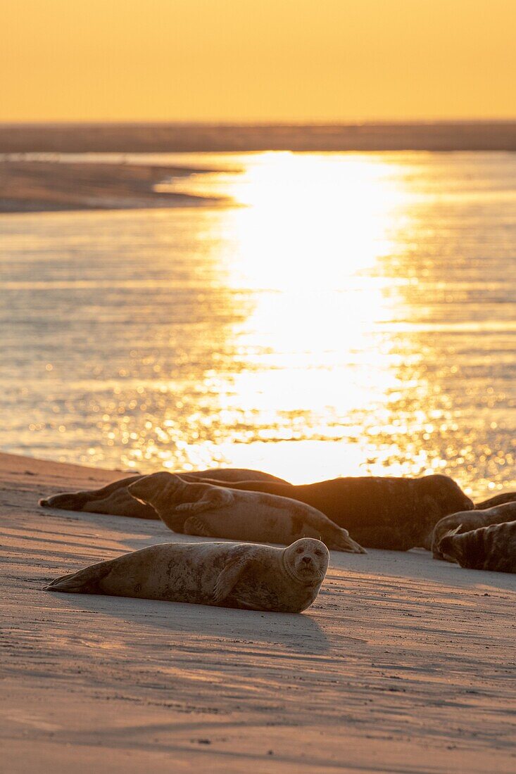 France, Somme, Bay of the Somme, The hourdel, common seals in the channel of the Somme\n