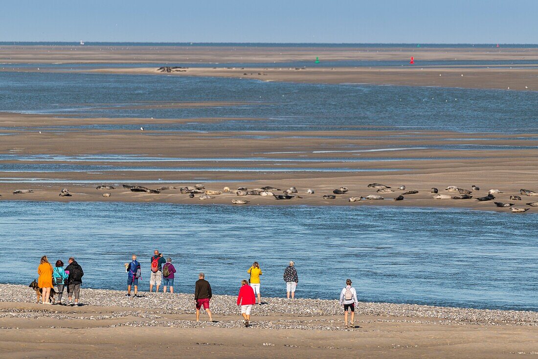 Frankreich, Somme, Somme-Bucht, Le Hourdel, Die Seehunde auf den Sandbänken in der Somme-Bucht sind eine der wichtigsten Touristenattraktionen