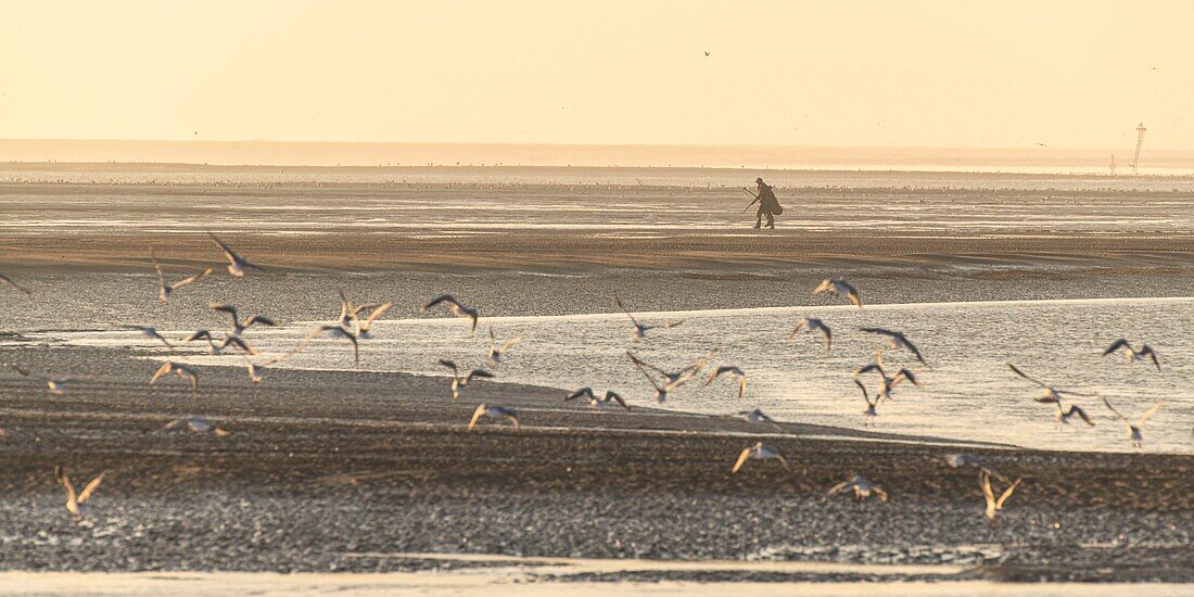"France, Somme, Baie de Somme, Le Hourdel, At tide down, hunters will bury themselves on the edge of sandbanks to kill birds ; Each year half a million birds are slaughtered on the shores of the Hauts de France"\n