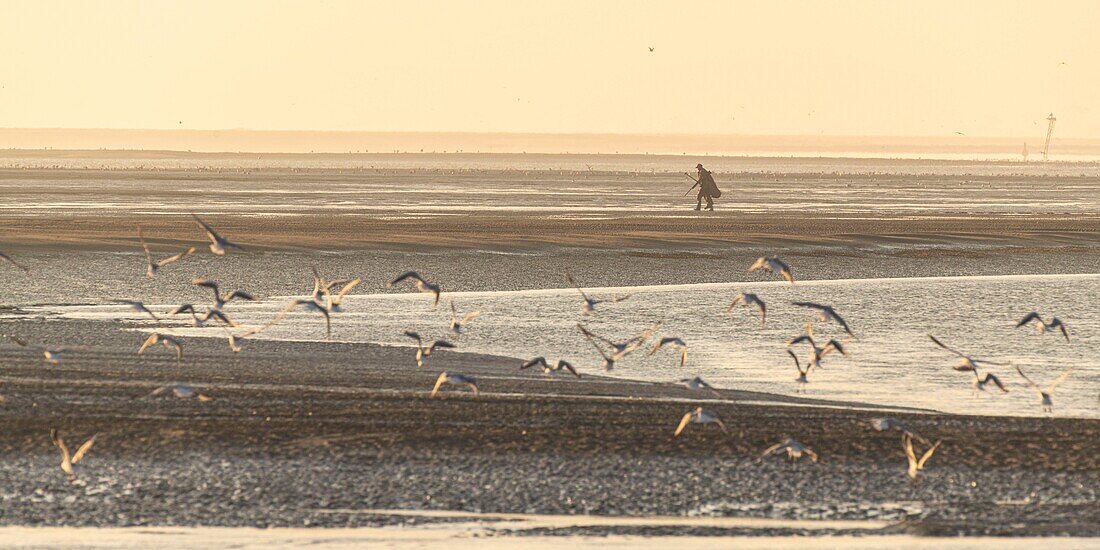 "Frankreich, Somme, Baie de Somme, Le Hourdel, Bei Ebbe vergraben sich die Jäger am Rande der Sandbänke, um Vögel zu töten ; Jedes Jahr werden an den Ufern der Hauts de France eine halbe Million Vögel geschlachtet"