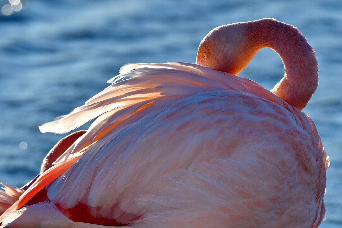 Frankreich, Bouches du Rhone, Camargue, Naturschutzgebiet Pont de Gau, Flamingos (Phoenicopterus roseeus)