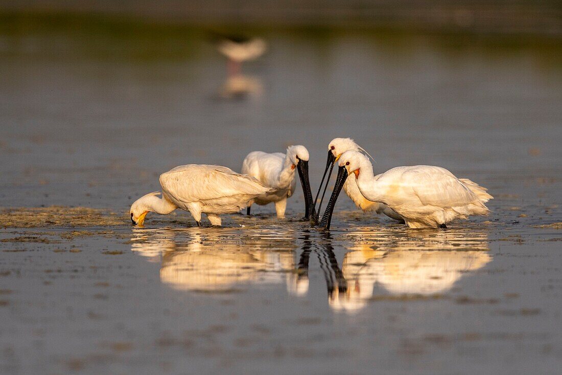 France, Somme, Somme Bay, Le Crotoy, Crotoy Marsh, gathering of Spoonbills (Platalea leucorodia Eurasian Spoonbill) who come to fish in a group in the pond\n