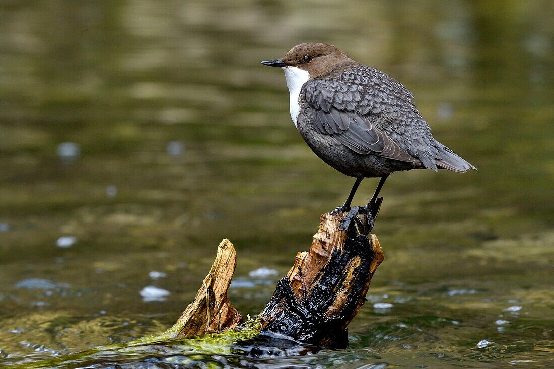 Frankreich, Doubs, Creuse-Tal, Vogel, Cinclus-Taucher (Cinclus cinclus)