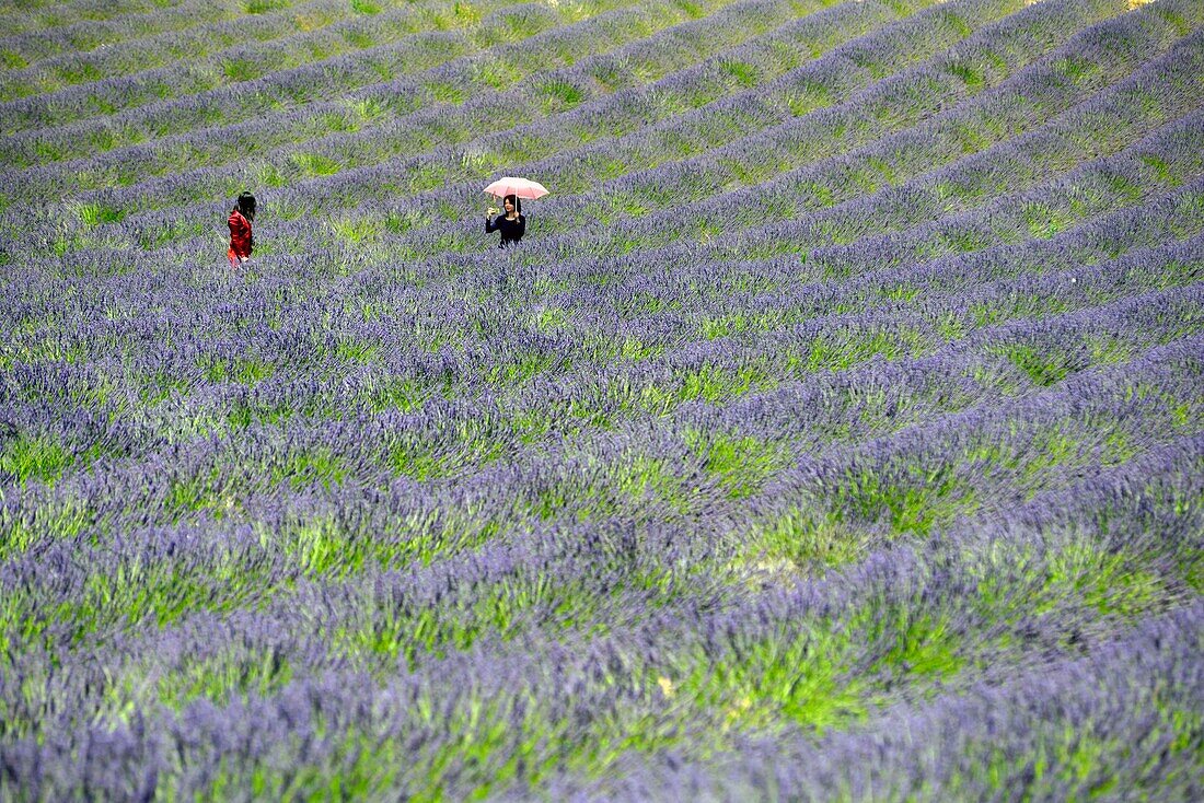 France, Drome, Ferrassieres, lavender field, Selfie\n