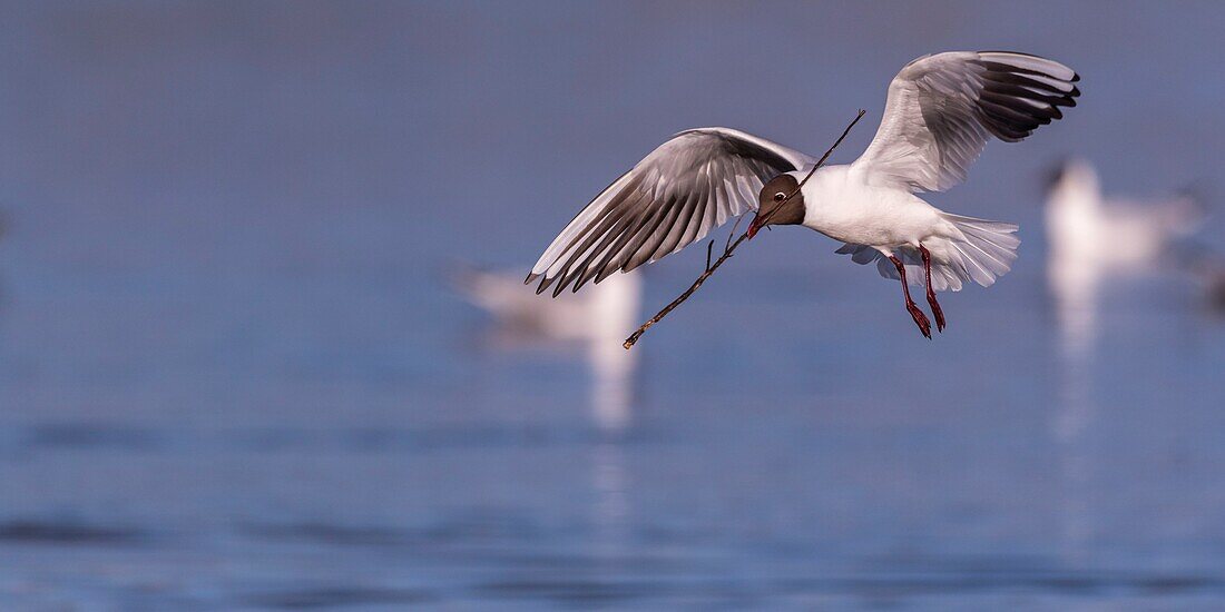 France, Somme, Baie de Somme, Le Crotoy, The marsh of Crotoy welcomes each year a colony of Black-headed Gull (Chroicocephalus ridibundus - Black-headed Gull) which come to nest and reproduce on islands in the middle of the ponds, seagulls then chase materials for the construction of nests\n