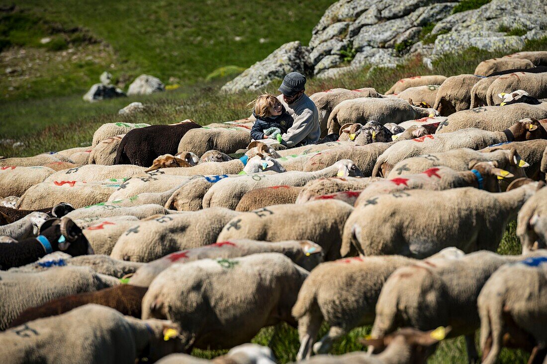 France, Ardeche, parc naturel régional des Monts d'Ardeche (Regional natural reserve of the Mounts of Ardeche), La Souche, transhumance on the Tanargue Massif, father and son\n