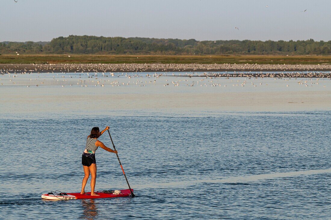 France, Somme, Somme Bay, Saint-Valery-sur-Somme, Paddle at the entrance to the port of Saint-Valery\n