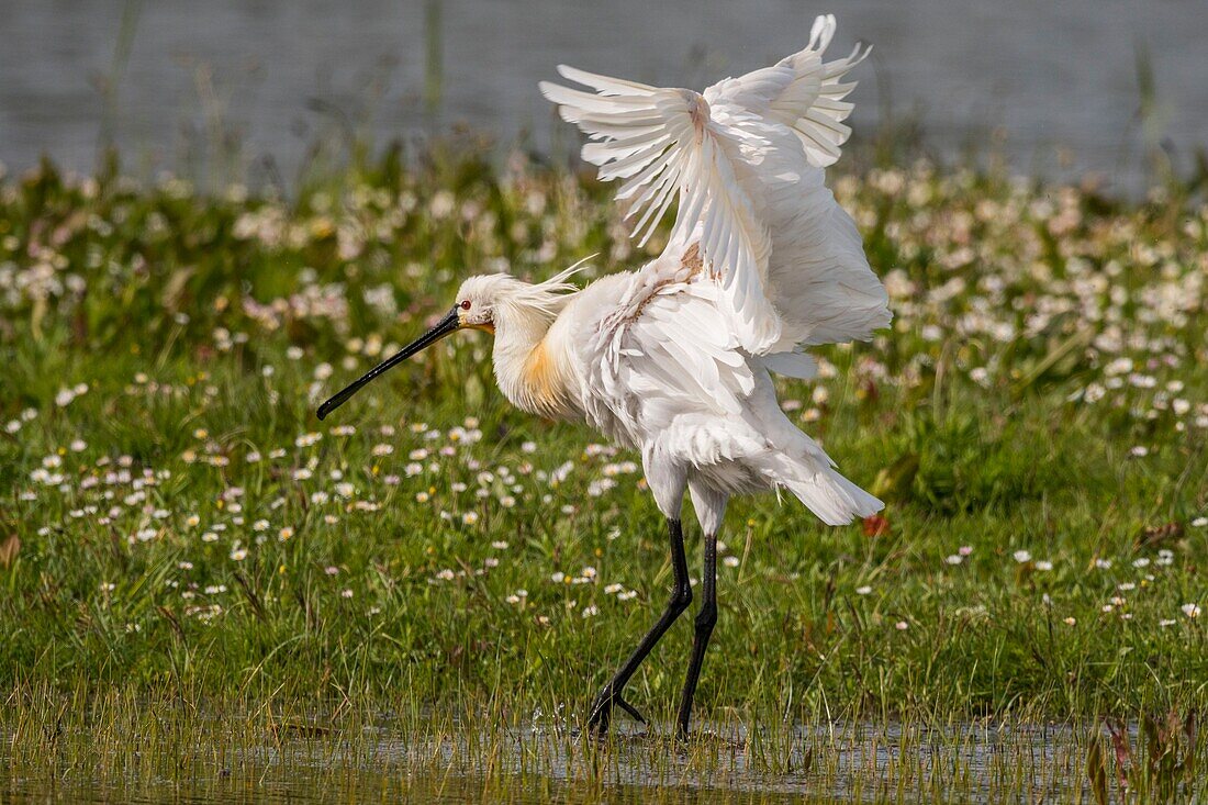 Frankreich, Somme, Somme-Bucht, Naturschutzgebiet der Somme-Bucht, Ornithologischer Park Marquenterre, Saint Quentin en Tourmont, Weißer Löffler (Platalea leucorodia) Bad und Toilette