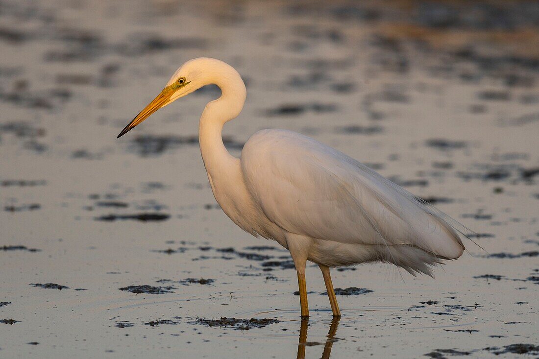 France, Somme, Somme Bay, Le Crotoy, Crotoy Marsh, Great Egret (Ardea alba) fishing in the pond\n