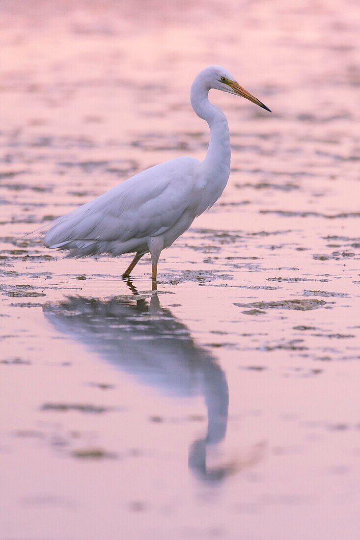 France, Somme, Somme Bay, Le Crotoy, Crotoy Marsh, Great Egret (Ardea alba) fishing in the pond\n