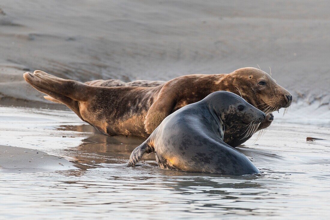 Frankreich, Pas de Calais, Authie Bay, Berck sur Mer, Kegelrobbenspiele (Halichoerus grypus), zu Beginn des Herbstes ist es üblich, die Kegelrobben zu beobachten, wie sie in einer Kampfsimulation miteinander spielen, dies ist auch ein Zeichen dafür, dass die Paarungszeit naht