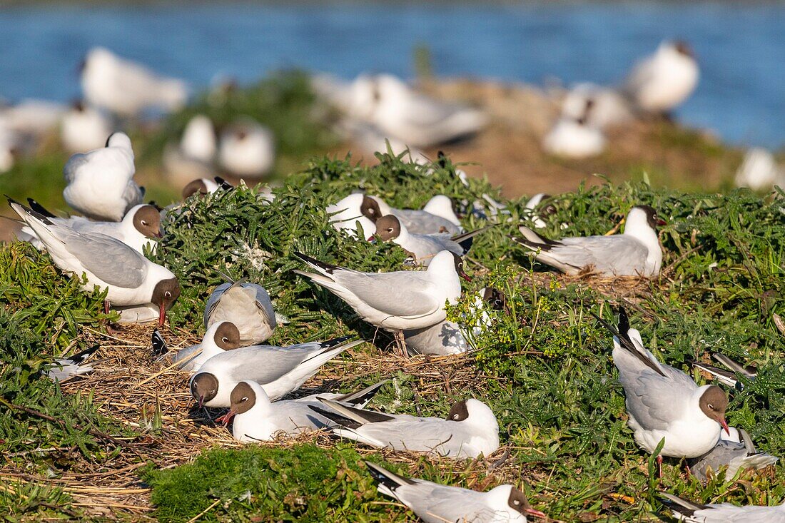 Frankreich, Somme, Somme-Bucht, Crotoy-Sumpf, Le Crotoy, jedes Jahr lässt sich eine Lachmöwenkolonie (Chroicocephalus ridibundus) auf den kleinen Inseln des Crotoy-Sumpfes nieder, um zu nisten und sich fortzupflanzen