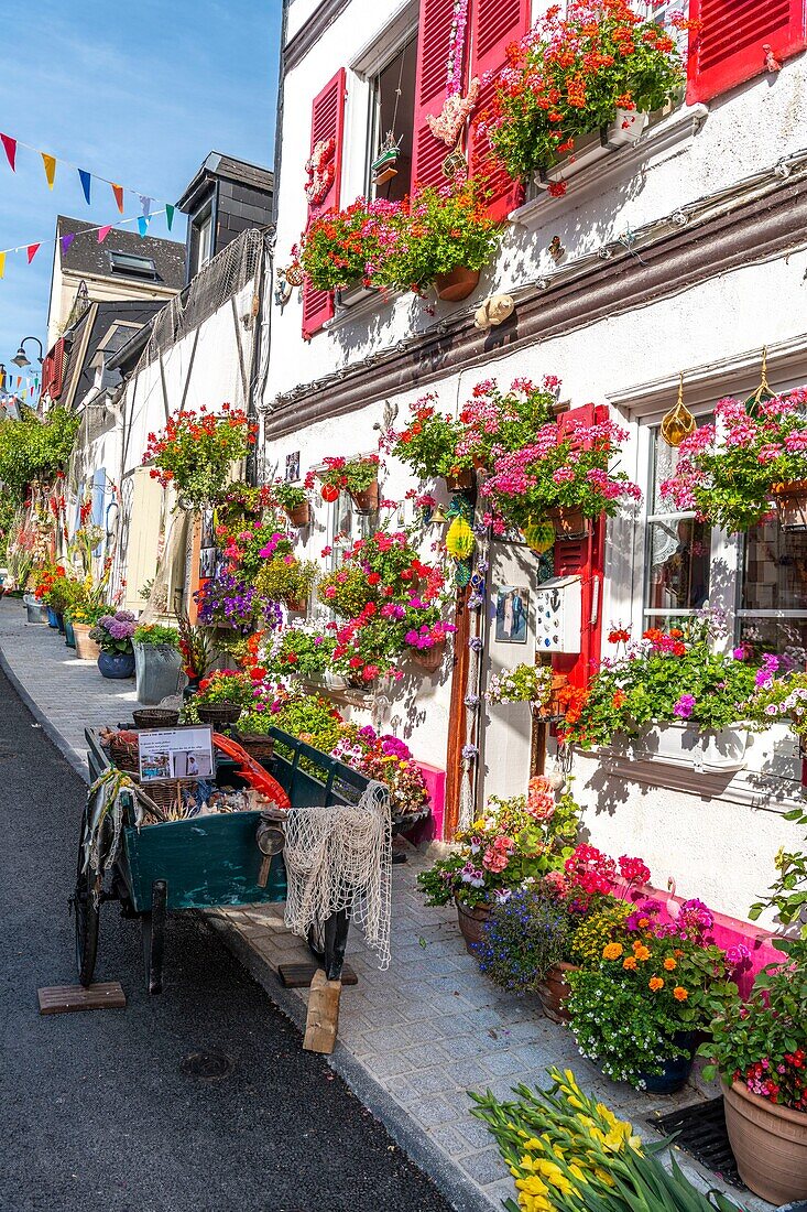 Frankreich, Somme, Somme-Bucht, Saint Valery sur Somme, Zur Zeit der Seefeste ist das Viertel von Courtgain (das, wo man wenig gewinnt), das die Häuser der Fischer schützt, mit Fischernetzen und Gladiolen geschmückt