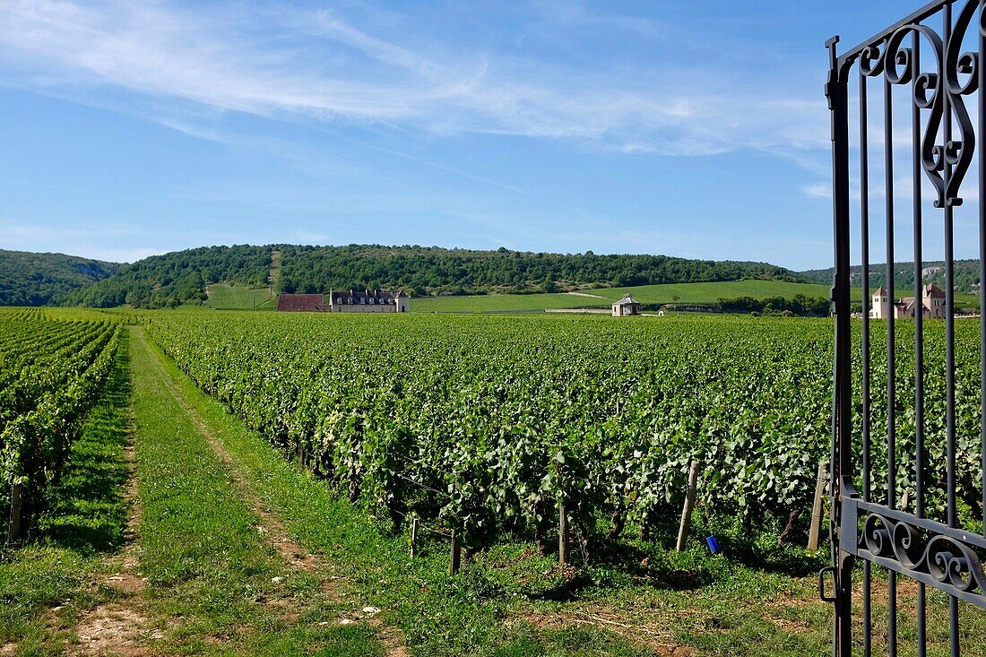 France, Cote d'Or, Vougeot, Burgundy climates listed as World Heritage by UNESCO, Cote de Nuits, vineyards and castle of Clos Vougeot\n