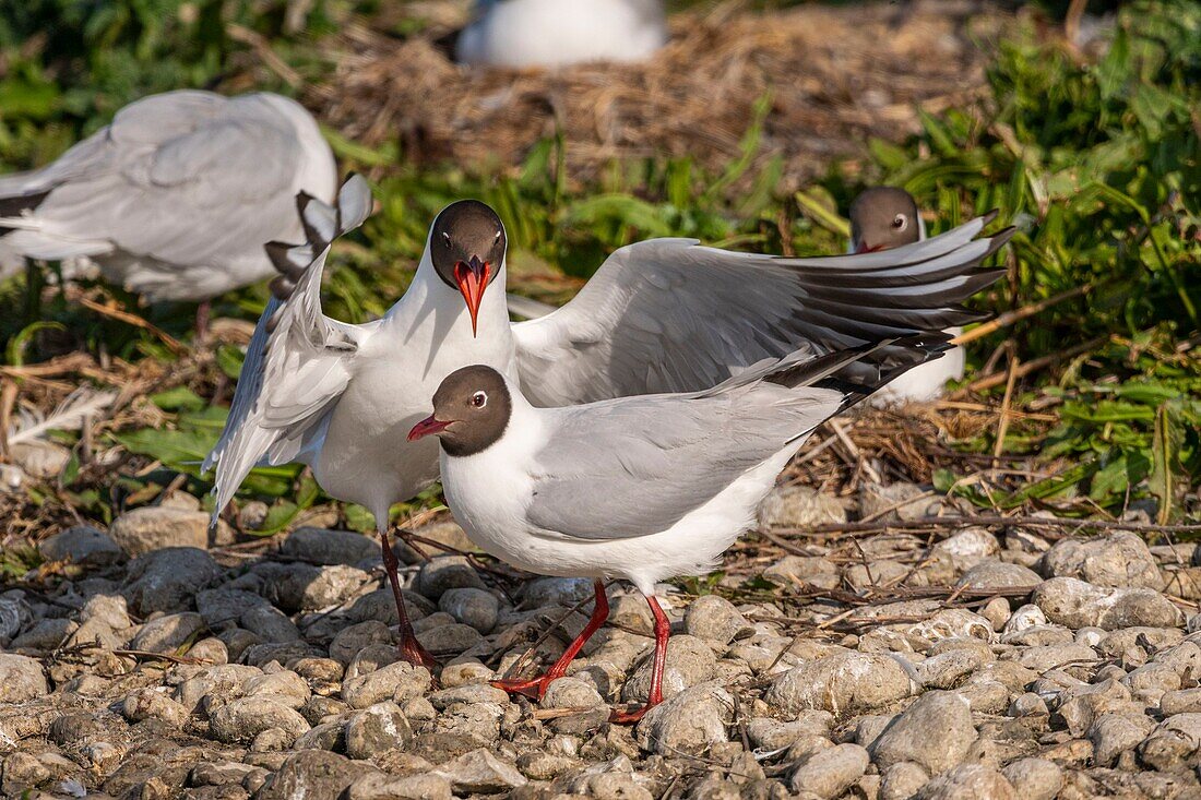 France, Somme, Baie de Somme, Crotoy Marsh, Le Crotoy, every year a colony of black-headed gulls (Chroicocephalus ridibundus - Black-headed Gull) settles on the islets of the Crotoy marsh to nest and reproduce , the couplings are frequent\n